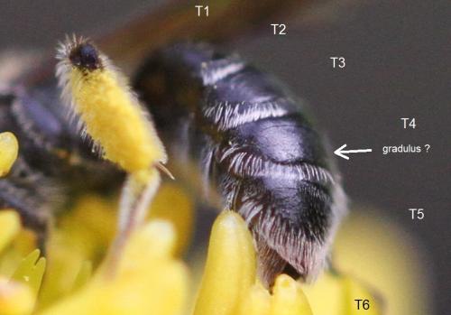 Andrena sp.